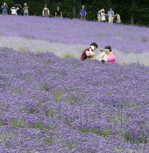 日本北海道富良野町的“富良野农场”约6万株薰衣草近日迎来最佳观赏期，游客纷纷在紫色的花海中驻足留影。（共同社）