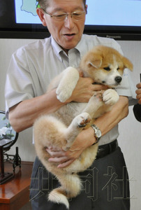 7月23日,秋田县在政府大楼展示了将赠送给俄罗斯总统普京的秋田犬,图为抱着秋田犬的知事佐竹敬久。 7月23日,秋田县在政府大楼展示了将赠送给俄罗斯总统普京的秋田犬,图为抱着秋田犬的知事佐竹敬久。