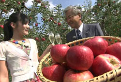 弘前市迎来苹果收获季