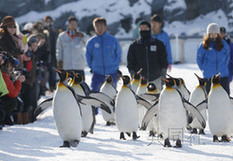 北海道旭川动物园开始冬季“企鹅散步”活动