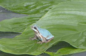 蓝色雨蛙现身水族馆