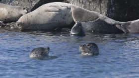 一百多头海豹在北海道渔港越冬