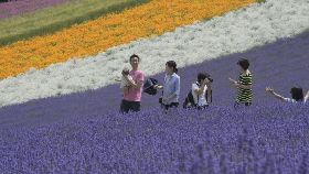 北海道富良野薰衣草迎来最佳观赏期