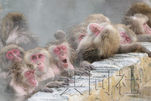 北海道函馆热带植物园群猴享受温泉