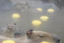 伊豆仙人掌公园开放参观水豚入浴